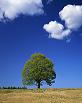 Baum
